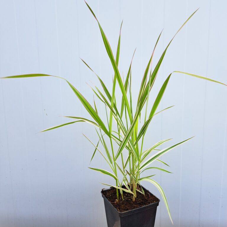 Mozga trzcinowata 'Picta'