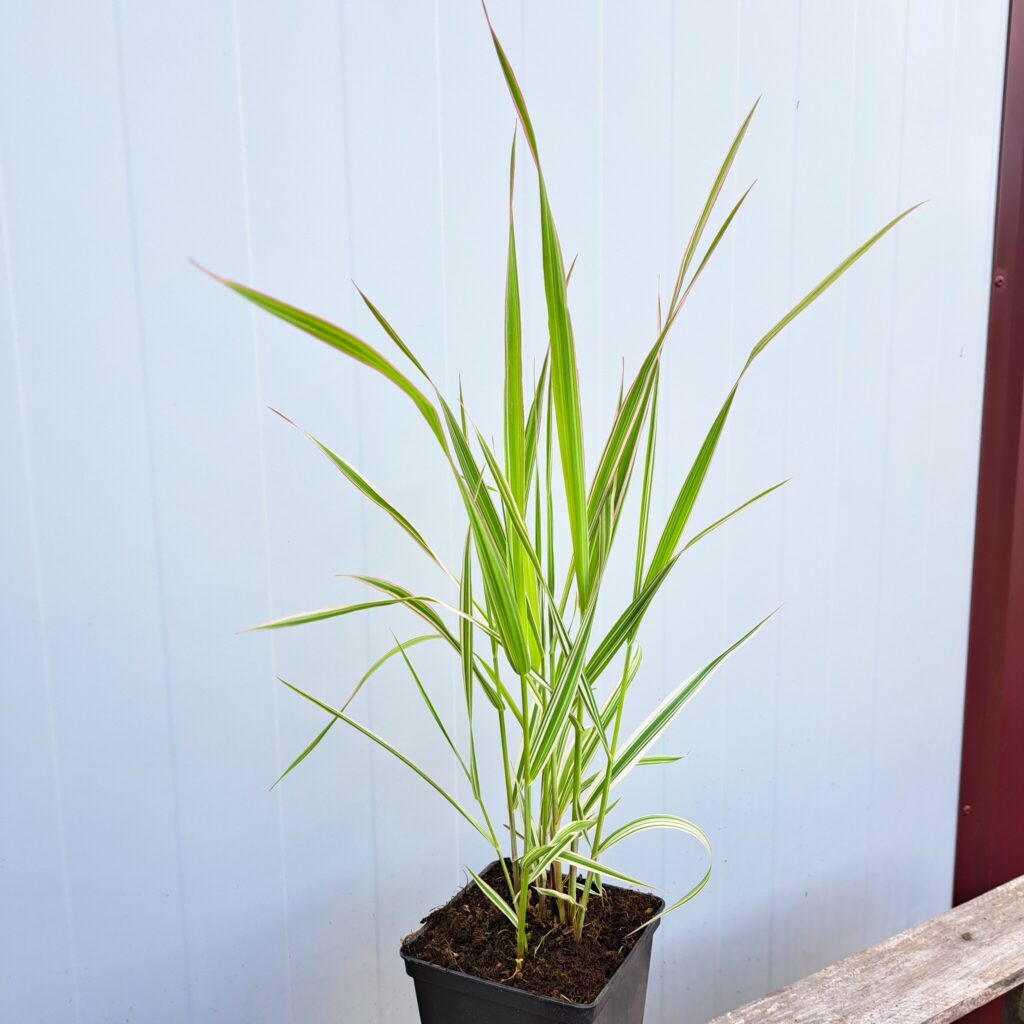 Mozga trzcinowata Picta