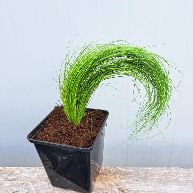 Ostnica cieniutka 'Ponytails'