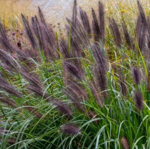 Rozplenica japońska 'Black Beauty’ – Pennisetum alopecuroides 'Black Beauty’ (P12)