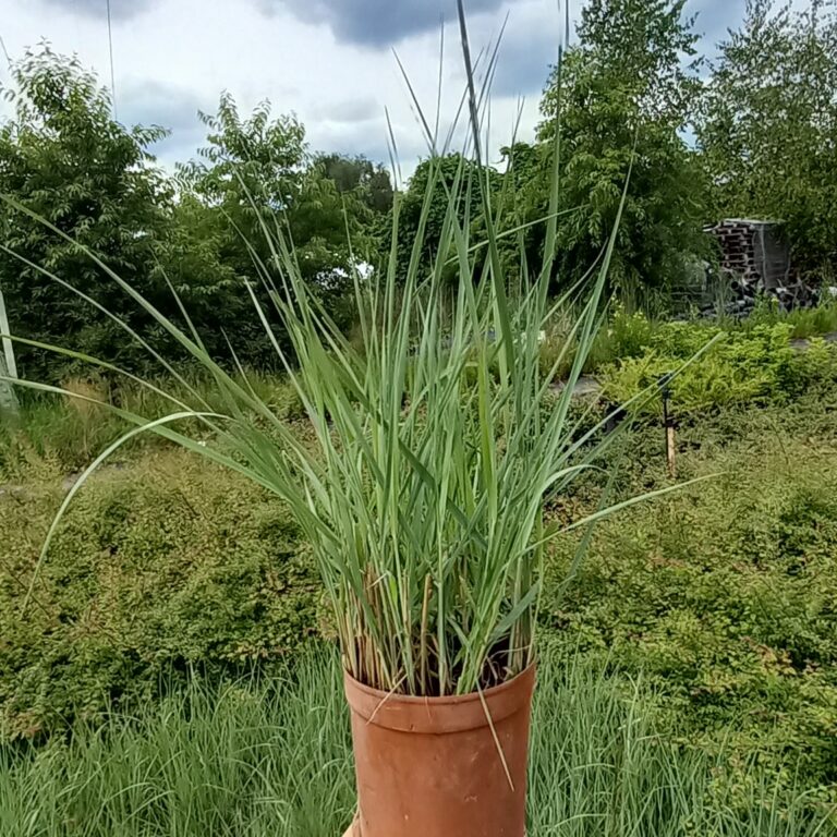 Proso-rozgowate-Prairie-Sky