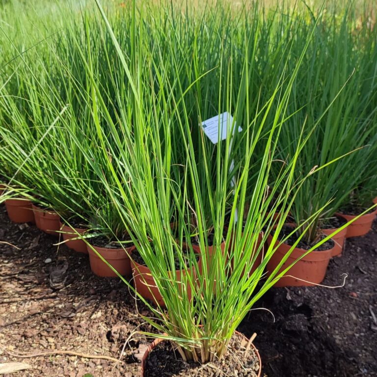 Rozplenica japońska 'Cassian'