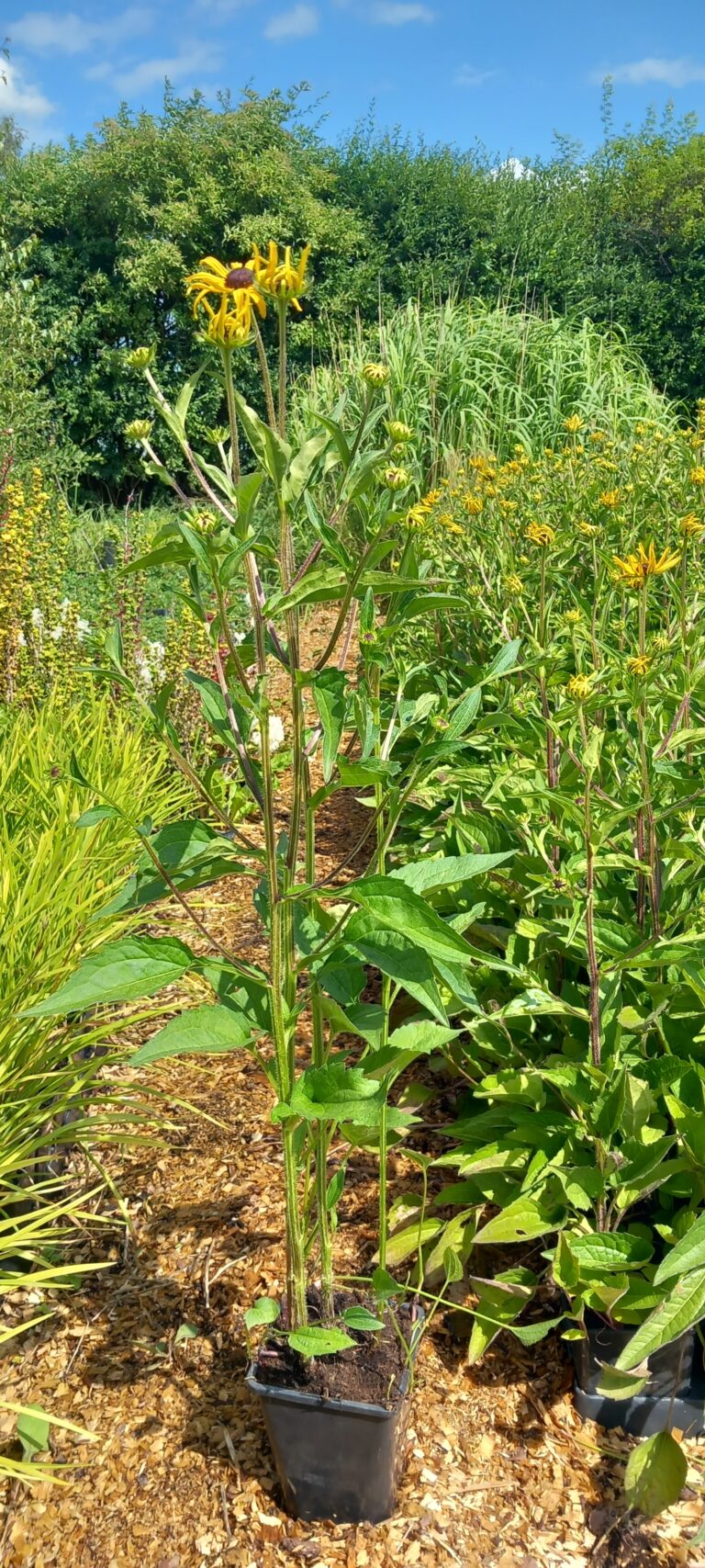 Rudbekia-blyskotliwa-GoldBlitz