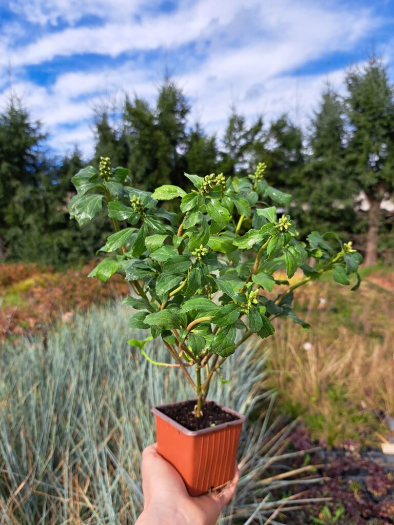 Runianka japońska 'Green Sheen'