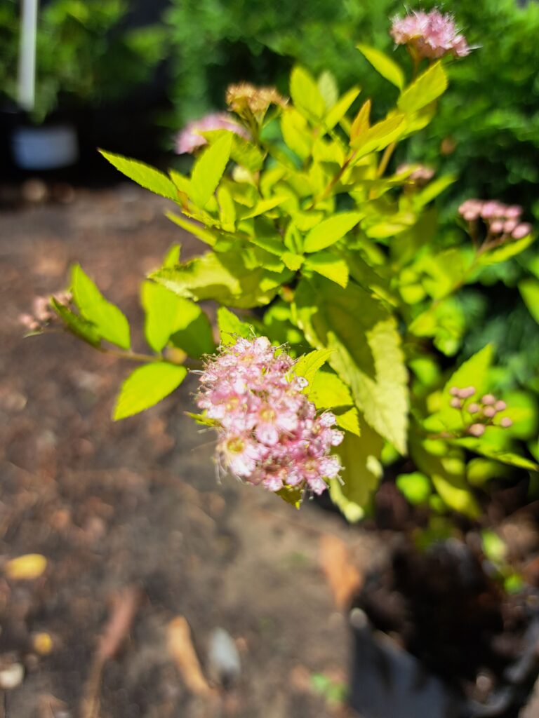 Spiraea-japonica-Golden-Princess