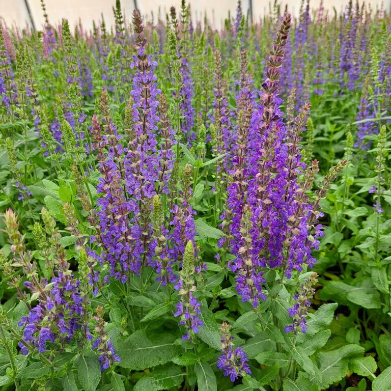 Szałwia omszona 'Synchro Blue'