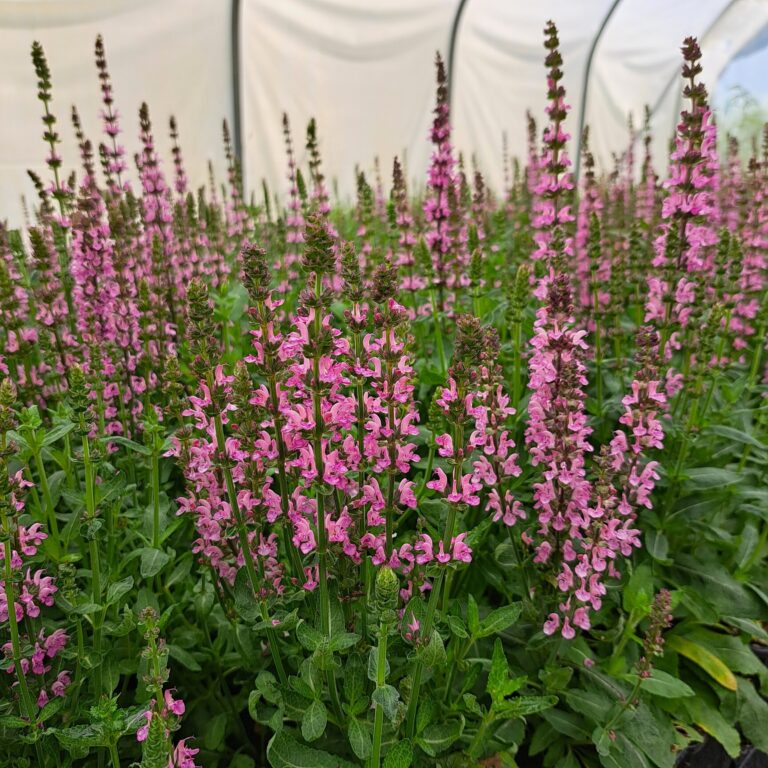 Szałwia omszona 'Synchro Pink'