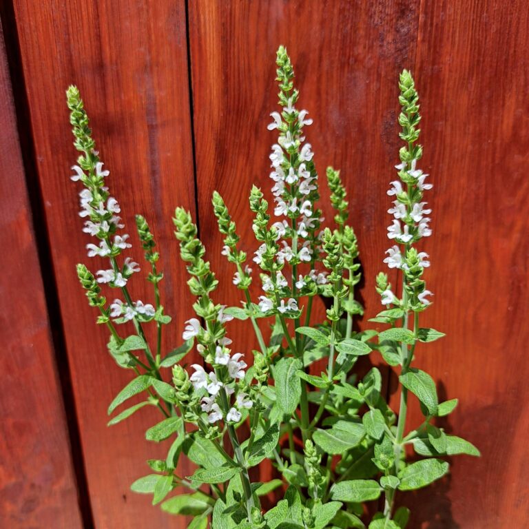 Szałwia omszona 'Synchro White'
