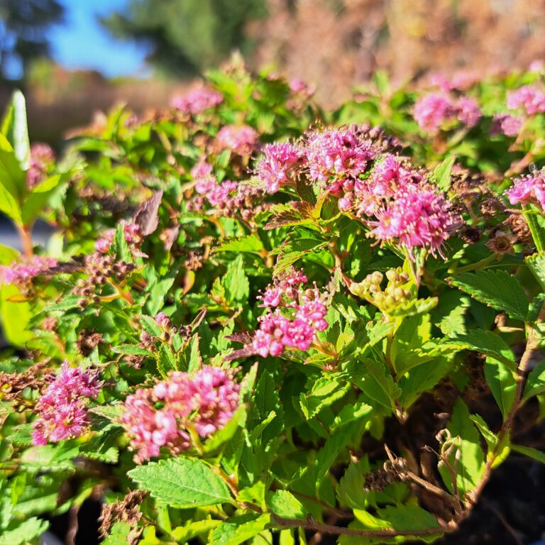 Tawuła japońska 'Little Princess'