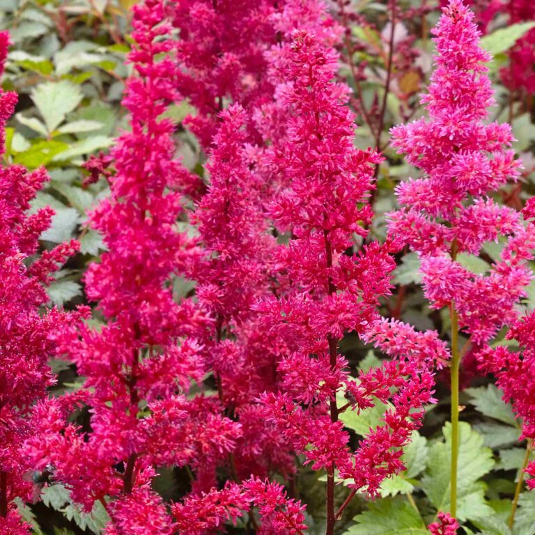 Tawułka Arendsa 'Fanal'