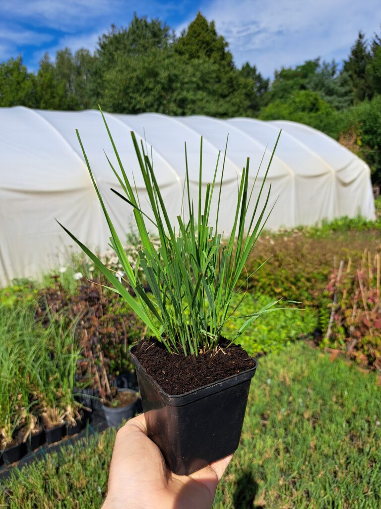 Trzęślica modra 'Heidebraut)