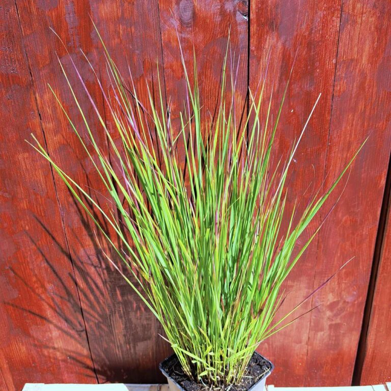 Trzęślica modra 'Heidezwerg'