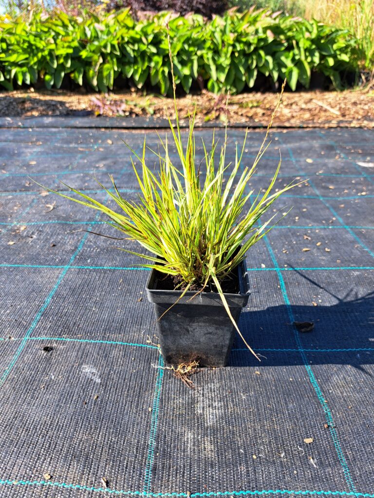 Trzęślica modra 'Variegata'
