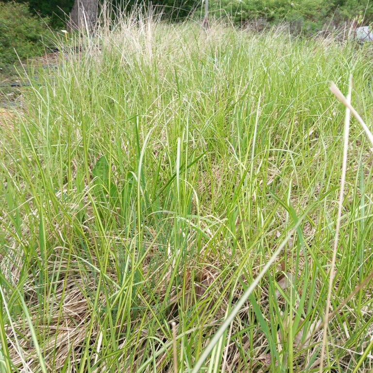 zdjęcie przedstawia trzcinnik ostrokwiatowy avalanche w dużej ilości na szkółce