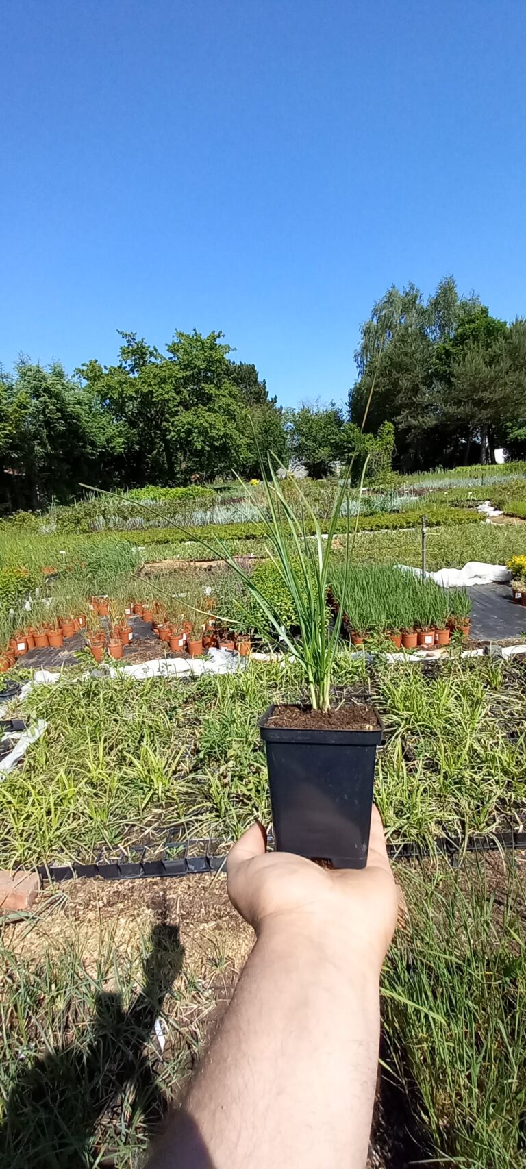 sesleria tatrzańska