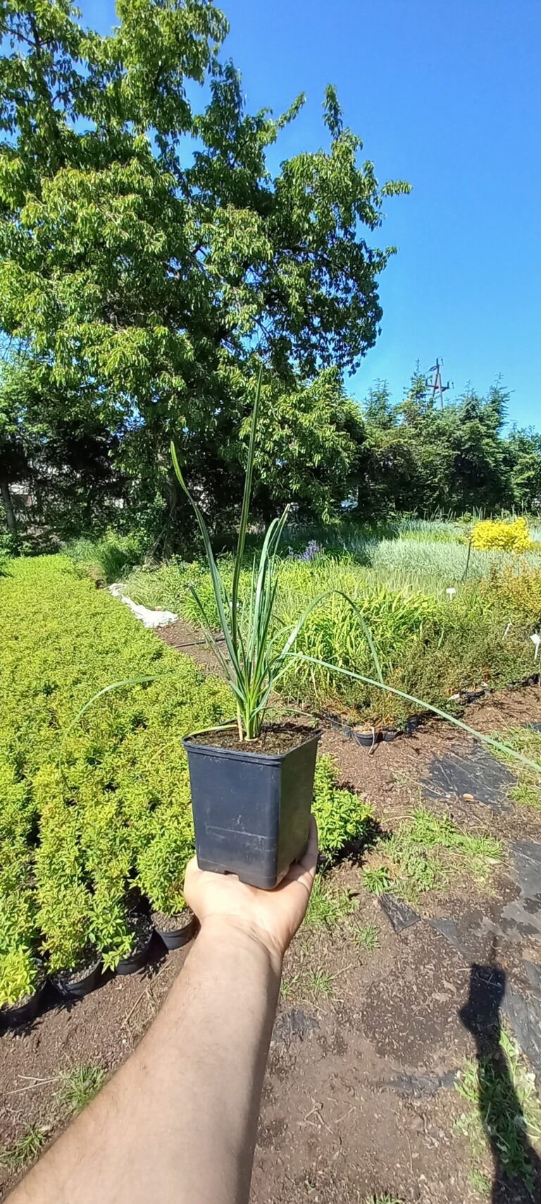 sesleria tatrzańka