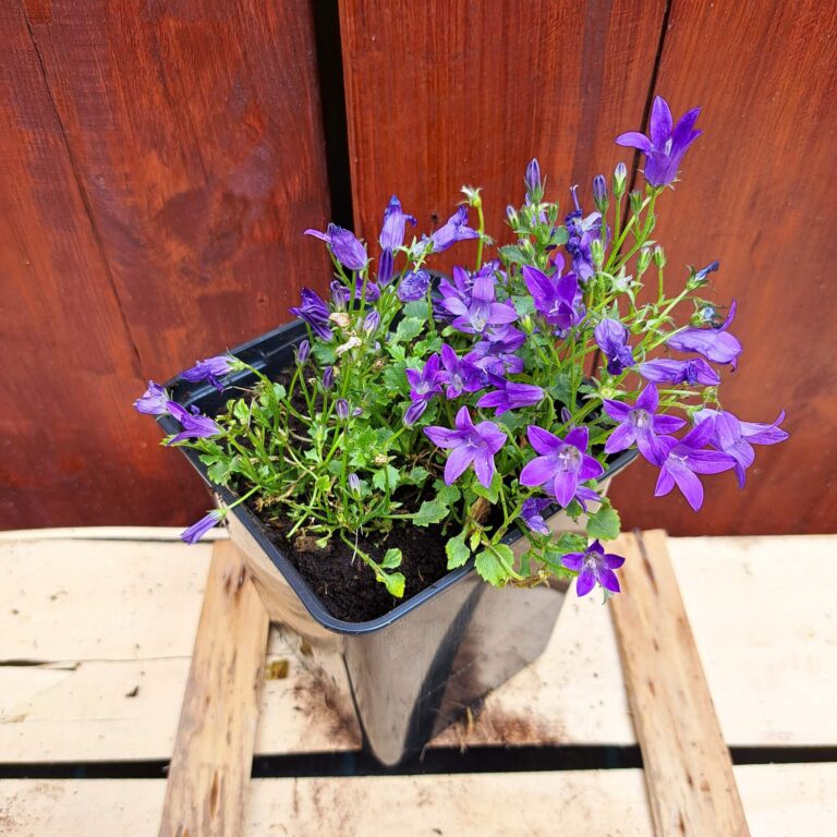 Dzwonek Poszarskiego 'Clockwise Deep Blue'