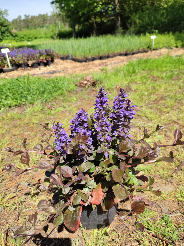 Ajuga reptans Black Scallop c2