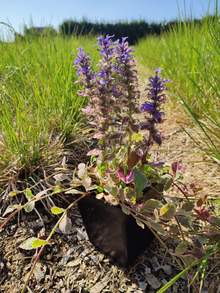 Ajuga-reptans-Burgundy-Glow-P11