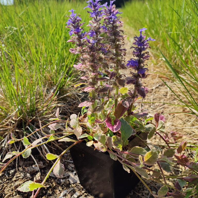 Ajuga-reptans-Burgundy-Glow-P11