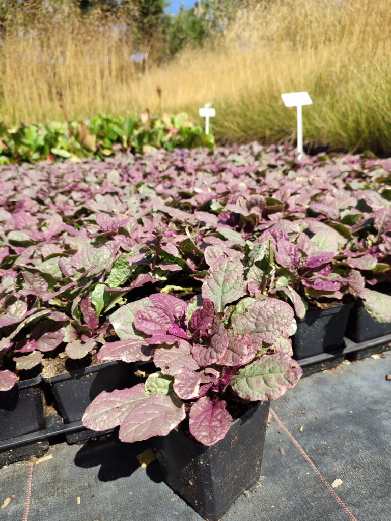 Ajuga-reptans-Burgundy-Glow-P9