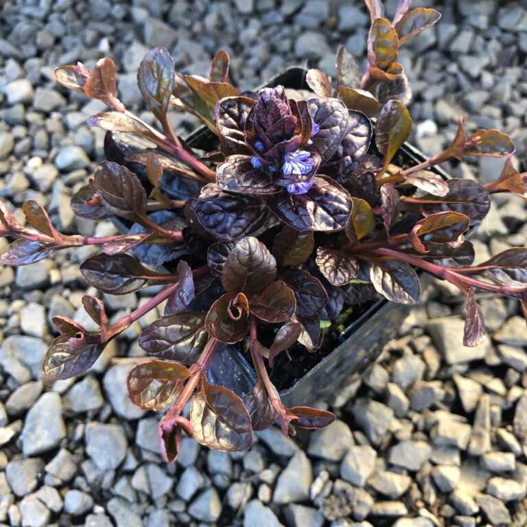 Ajuga-reptans-Mahogany-P11