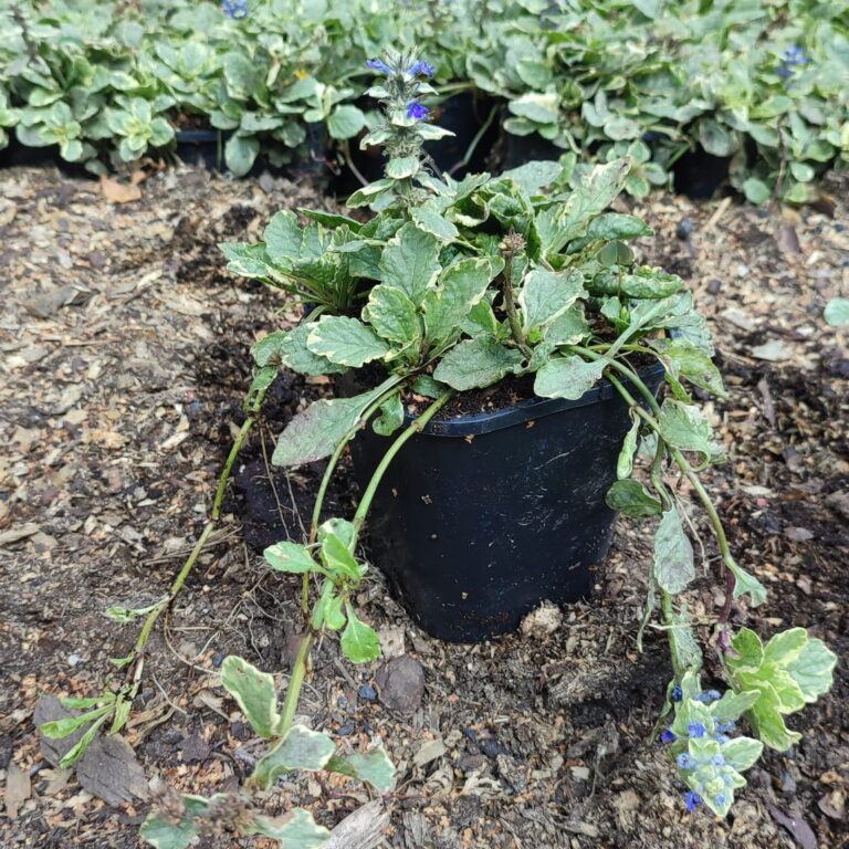 Ajuga-reptans-Variegata-p11