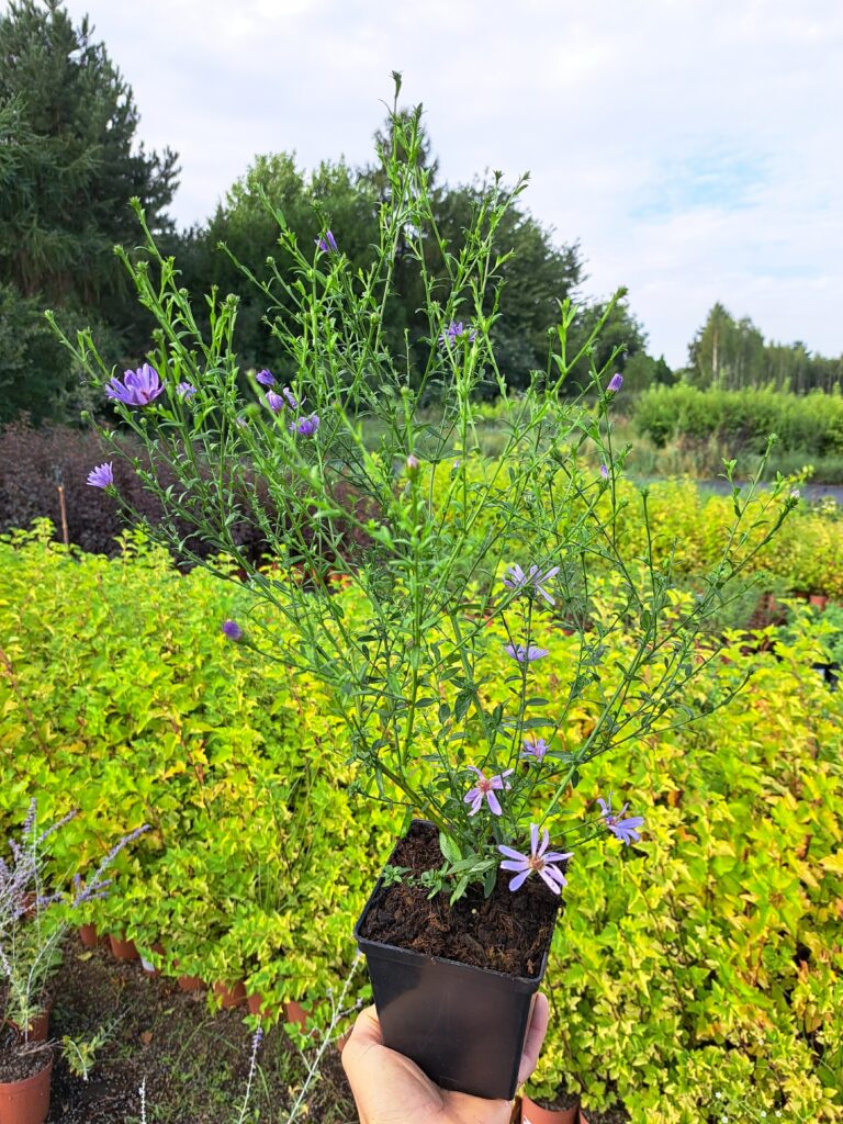 Aster krzaczasty 'Herbstgruss vom Bresserhof