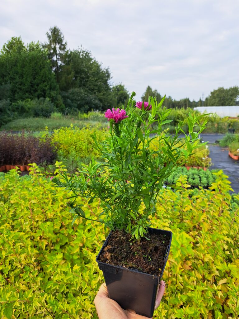 Aster krzaczasty 'Jenny'