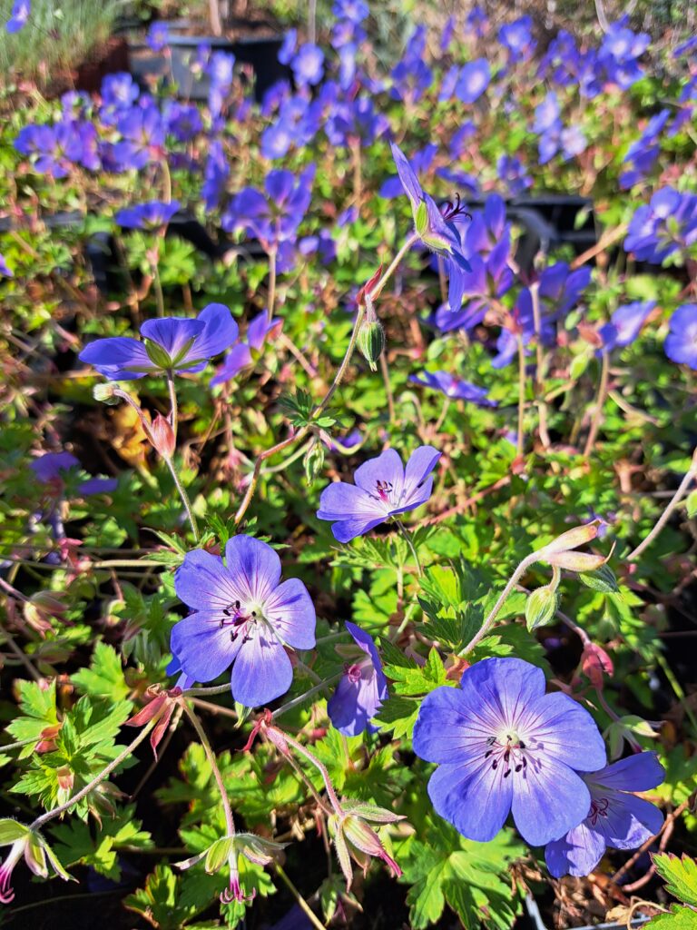 Bodziszek 'Rozanne'