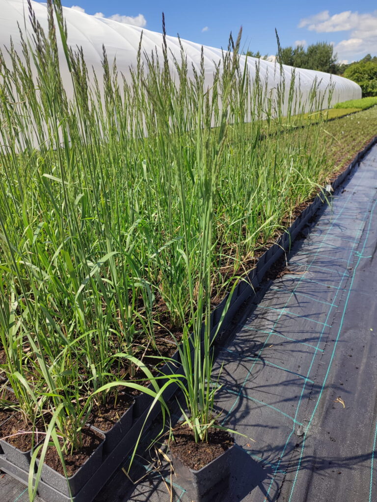 Calamagrostis-acutiflora-Karl-Foerster-p11