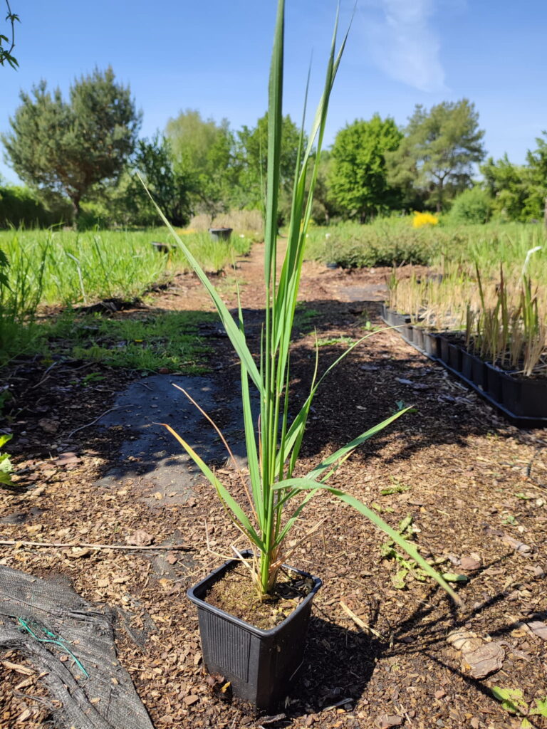 Calamagrostis-acutiflora-Karl-Foerster-p9