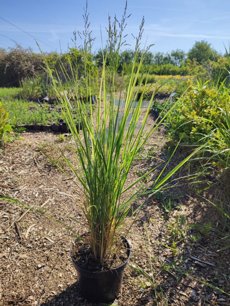 Calamagrostis-acutiflora-Overdam-c2