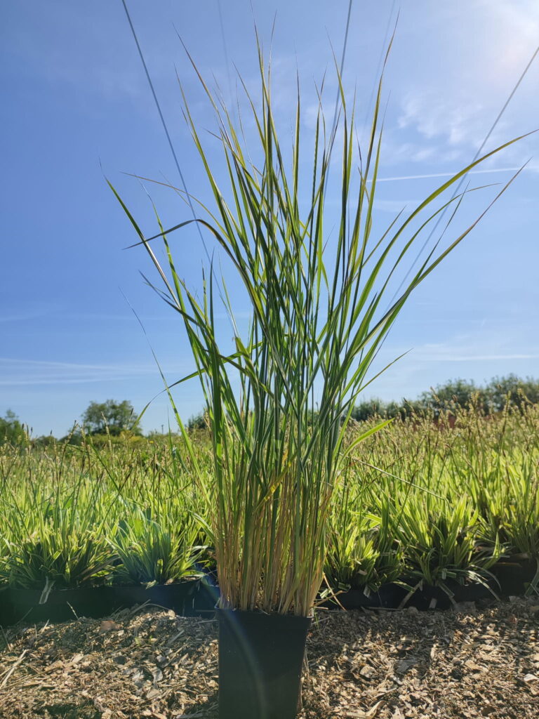 Calamagrostis-acutiflora-Overdam-p11