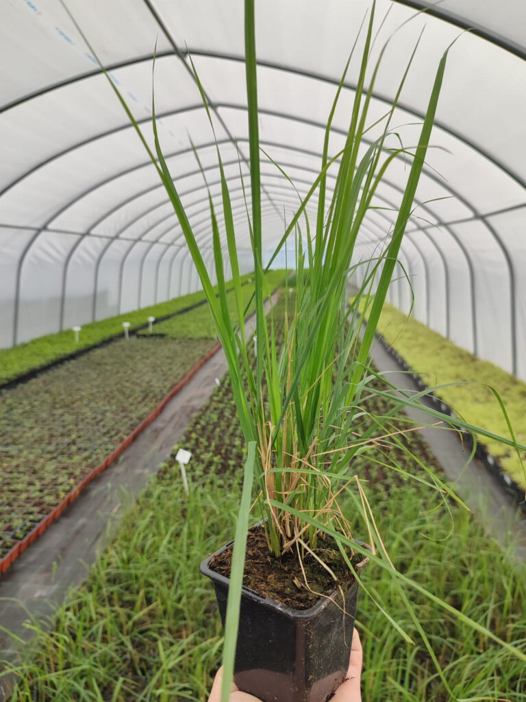 Calamagrostis-brachytricha-p9