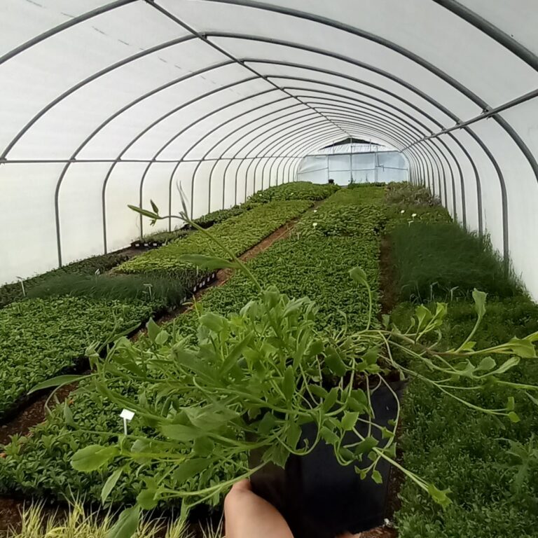 Campanula-Jingle-blue