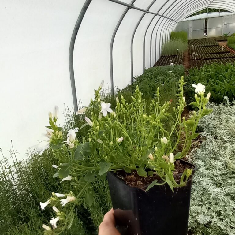 Campanulla-Zen-white