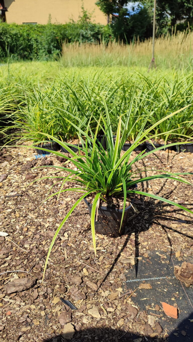 Carex-morrowii-Variegata-14l