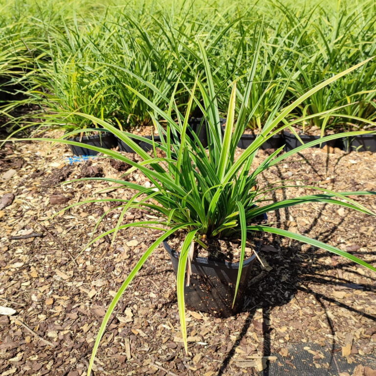 Carex-morrowii-Variegata-14l