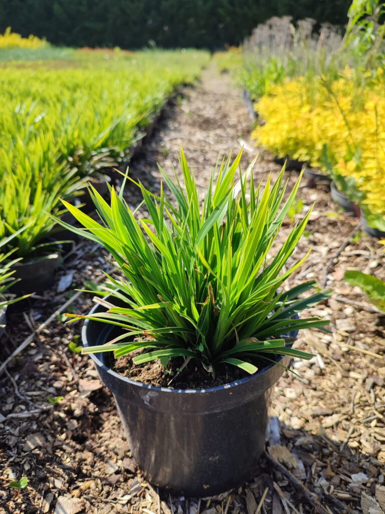 Carex-morrowii-Variegata-c2