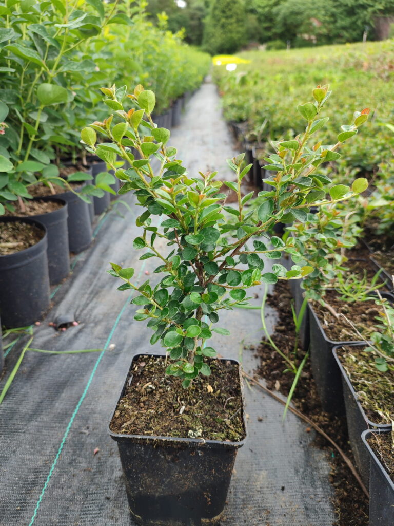 Cotoneaster-horizontalis-p11