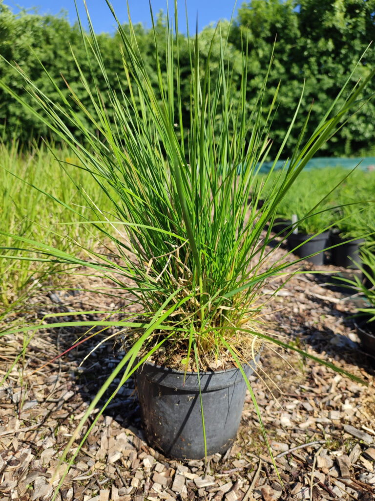 Deschampsia-caespitosa-Goldschleier-c2