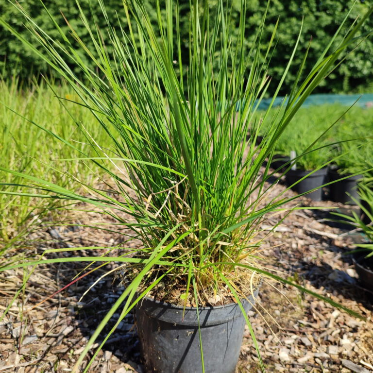Deschampsia-caespitosa-Goldschleier-c2