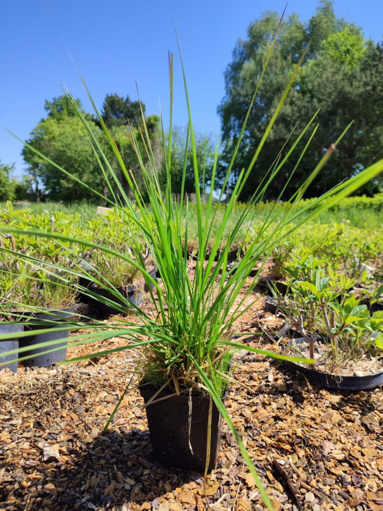 Deschampsia-caespitosa-Goldschleier-p11