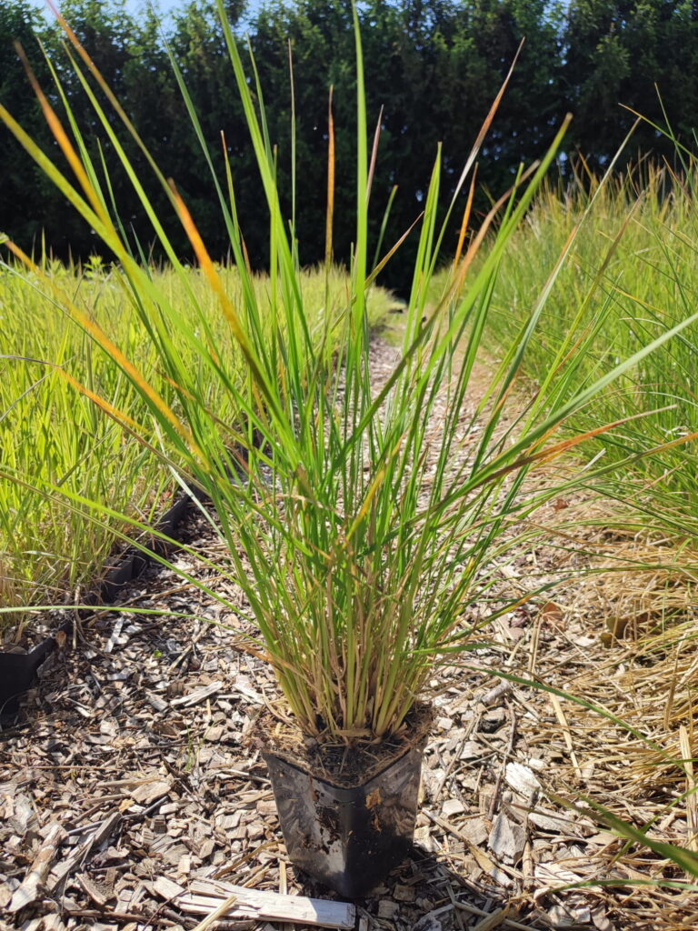 Deschampsia-caespitosa-Goldschleier-p9