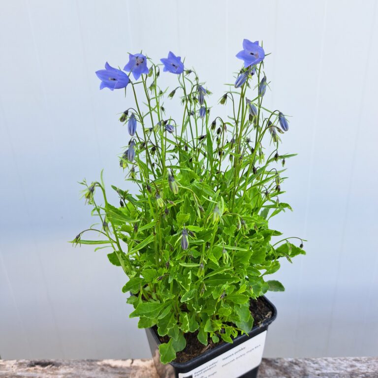 Dzwonek drobny 'Jingle Blue'