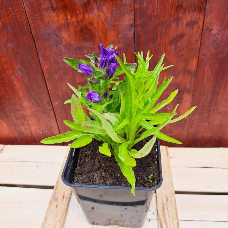 Dzwonek skupiony 'Acaulis Blue'