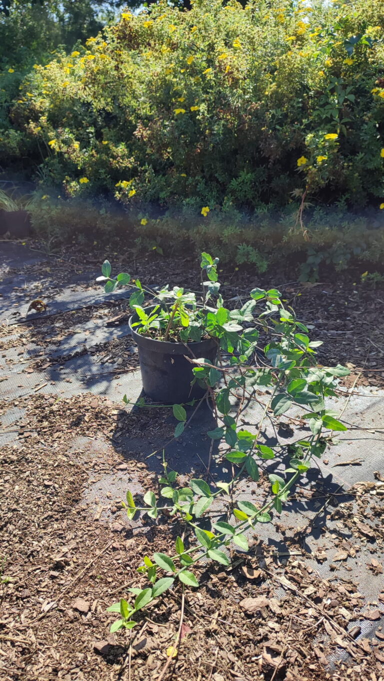 Euonymus-fortunei-Coloratus-c2