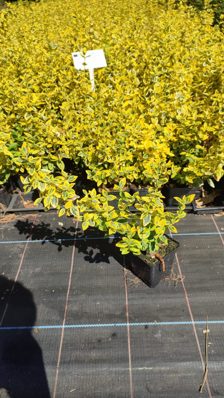 Euonymus-fortunei-Emeraldn-Gold-p9