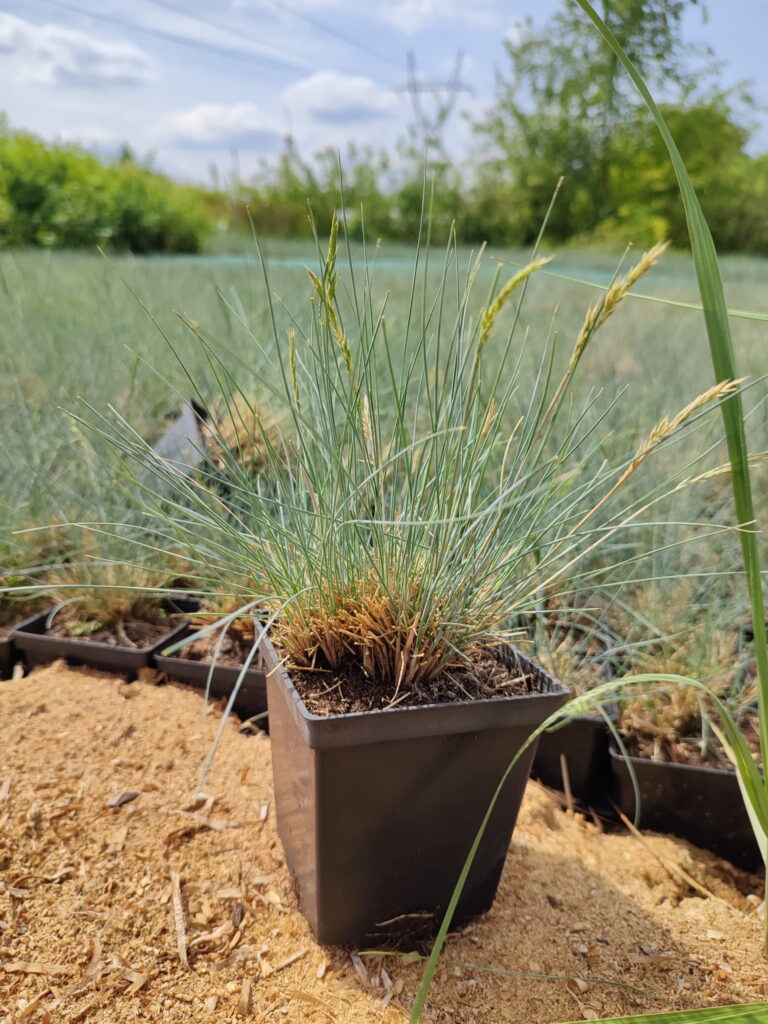 Festuca-glauca-p9